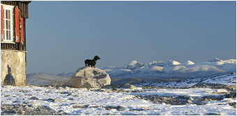 naturbilde fra Dovrefjell snøheim snøhetta