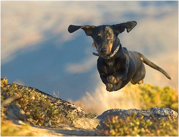 naturbilder fra Dovre. Dachs, Vålåsjø og Blåhø. Flyvende dachs.