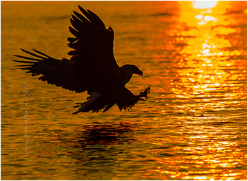 sea eagle havørn