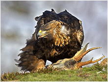 Naturfoto fuglebilder kongeørn