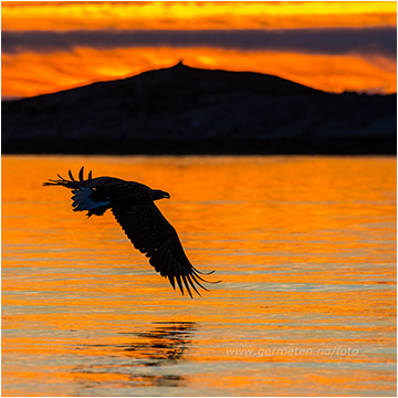 havørn i solnedgang