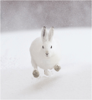 naturfoto hare