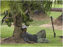 savusavu. fiji.