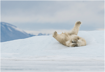 isbjørn svalbard