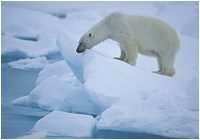 isbjørn svalbard