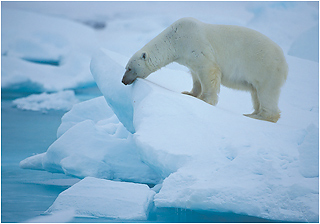 isbjørn Svalbard