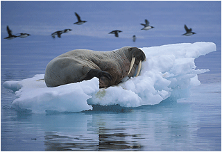 Hvalross på isflak. Svalbard.