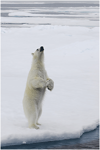 isbjørn svalbard