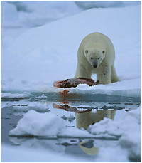 isbjørn svalbard