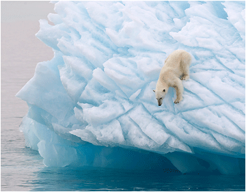 Naturbilder fra Svalbard. Isbjørn.