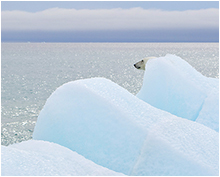 isbjørn fra svalbard