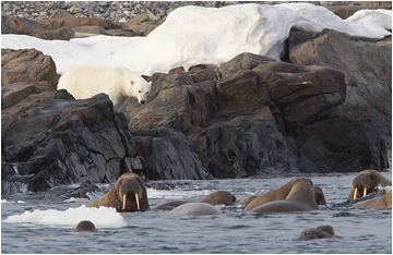 Naturbilder fra Svalbard. Hvalross og isbjørn.