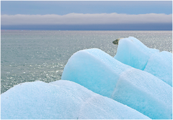 Naturbilder fra Svalbard. Isbjørn.