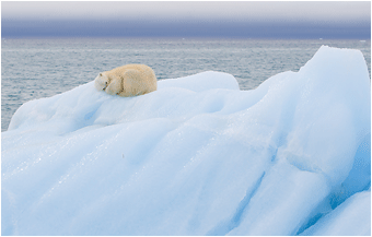 naturfoto svalbard isbjørn på blåis