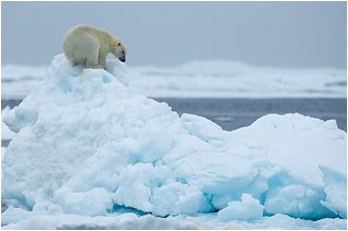 isbjørn svalbard