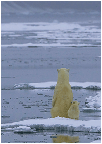 isbjørn på svalbard