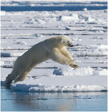 naturbilder fra Svalbard. Isbjørn.