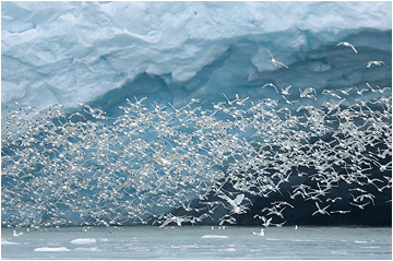 Bilder fra Svalbard. Naturfoto Monacobreen.