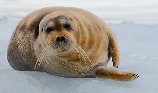 storkobbe på svalbard