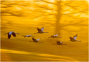 naturfoto hornborgasjön