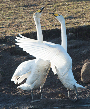 naturfoto av sangsvaner i kurtise