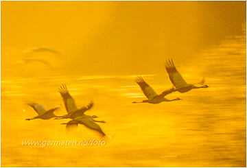 naturfoto traner