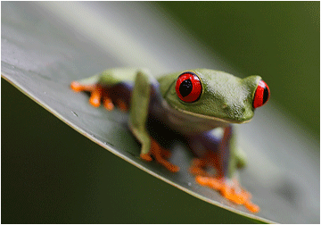 naturbilde. frosk. costa rica.