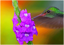 naturfoto kolibri