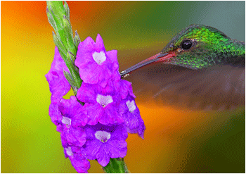 kolibri costa rica