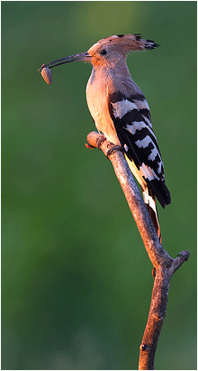fuglefoto hærfugl, naturfotografering