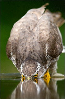 naturfoto hønsehauk