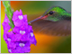 colibri