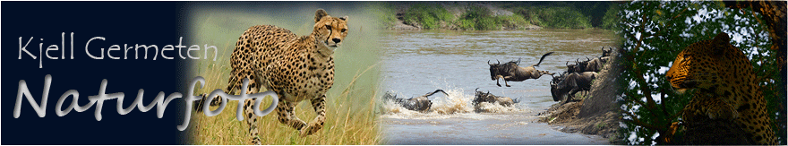 naturbilder fra afrika