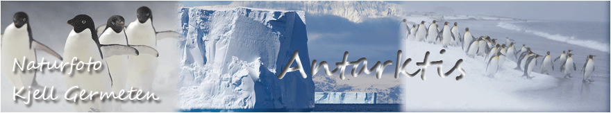 antarktis vignett