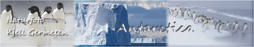 antarktis vignett